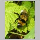 Bombus hortorum - Gartenhummel 01.jpg